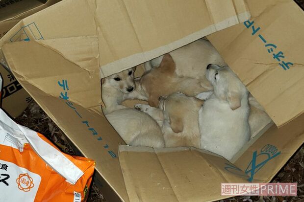 4月27日に職員通用口に捨てられていた子犬とドッグフード