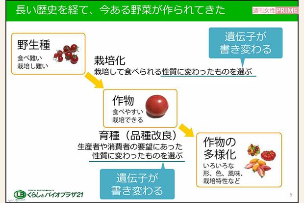 野生種と品種改良育種の違い（提供／くらしとバイオプラザ21）
