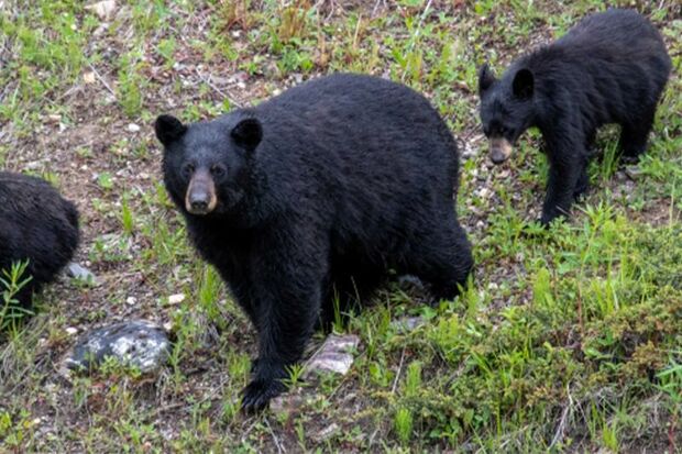年が明け、人的被害は減っているように思われるが（写真はイメージ）