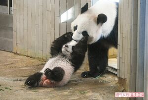 シンシン(12・メス)