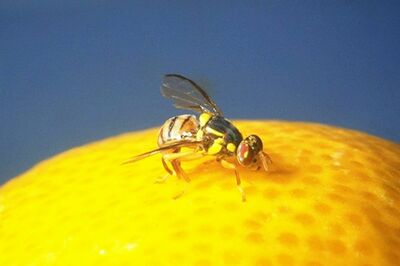 オレンジに産卵するミバエのメスの成虫(宮竹貴久教授提供)