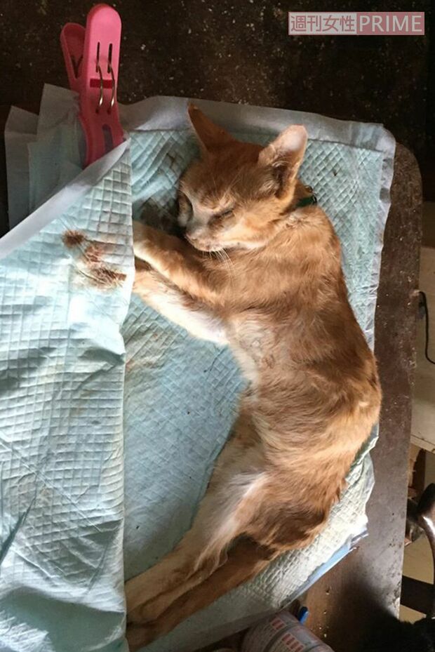 足利市の自宅には死後10日ほどの死骸も（2017年撮影・関係者提供）