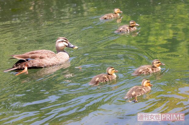 親ガモにベッタリついていくことは減っている目白のカルガモ。成長のあかし?