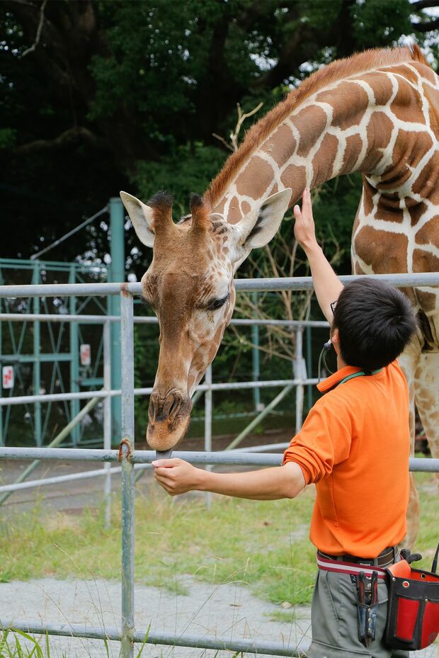 ハズトレ訓練中のキリン　撮影=久我秀樹
