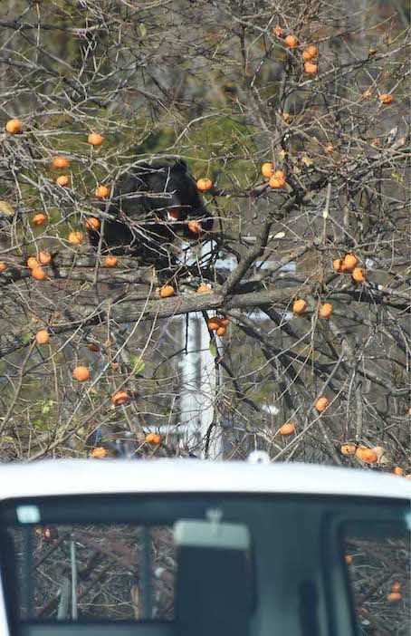 岩手県岩泉町では柿の木に登って半日居座ったクマも（11月17日）写真/共同通信社