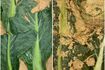 カリフラワーの葉や太い茎は、ぬか漬けがおすすめ。