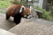 休園日で静かな園内を、のびのびと歩き回って帰宅する風太くん(千葉市動物公園【公式】より)