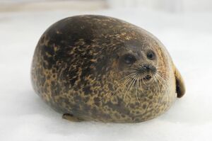 ユキちゃん、雪かきが好きで、よく前あしで雪かきしている姿を見かけます(桑田さん)