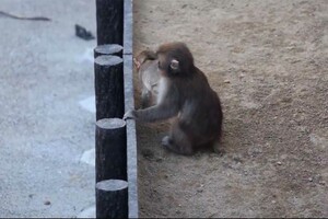 一回り大きくなり、すっかりお兄さんポジションになったパンチくん(市川市動植物園公式Xより)
