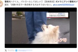 ネットでは宮崎放送の映像を引用し、早くもポメラニアン警察犬「ハク号」のファンになる人も