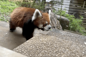 休園日で静かな園内を、のびのびと歩き回って帰宅する風太くん（千葉市動物公園【公式】より）