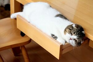 見事に挟まったスコティッシュフォールドのどんぐり。寝姿が何とも秀逸なんデス　(c)jun.k　(c)ねこ休み展