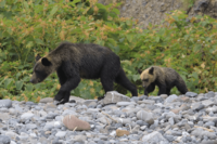 日本経済新聞のクマ被害巡る“憲法9条”言及に「いつから国際紛争に？」全国紙のミスリードに疑念の声続出