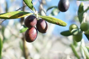 オリーブの木と実