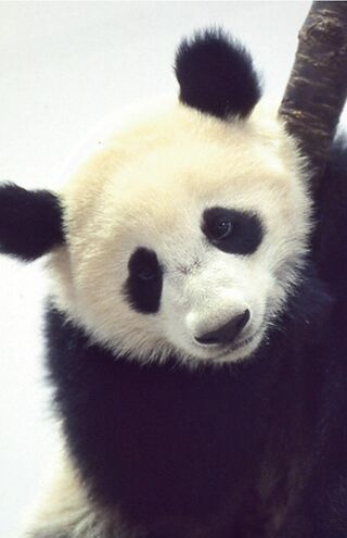 雄浜♂　写真／共同通信社