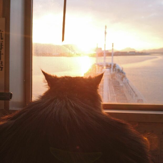 今年の初日の出は、まさと船長と拝んだというカンパチ船長『航海士にゃんこ カンパチ船長』（河出書房新社）より