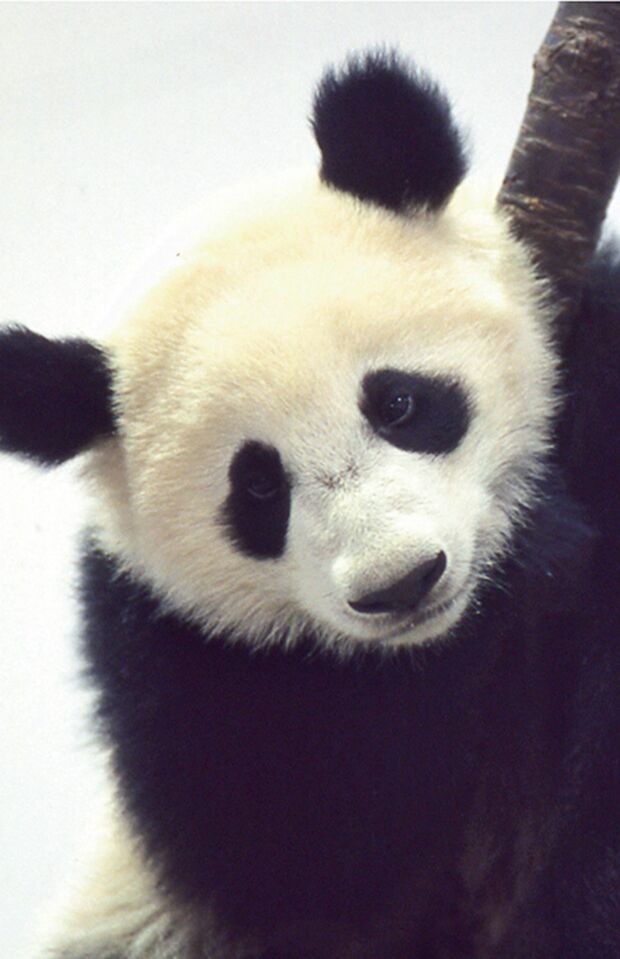 雄浜♂　写真／共同通信社