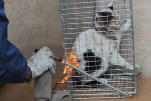 大矢被告がガスバーナーで猫をあぶるシーン。被告の残忍さを伝えるため、あえて掲載した（SNSより）