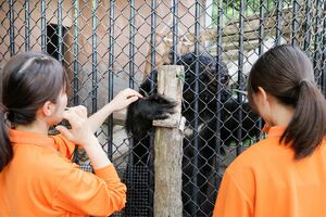 笛の合図で穴から手を出すツキノワグマ　撮影=久我秀樹