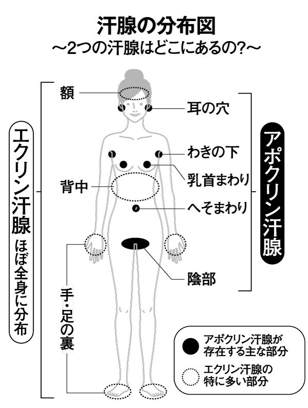 汗のかき方でわかる病気サイン。低血糖や甲状腺機能亢進症も