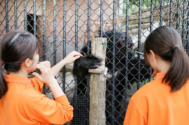 笛の合図で穴から手を出すツキノワグマ　撮影=久我秀樹