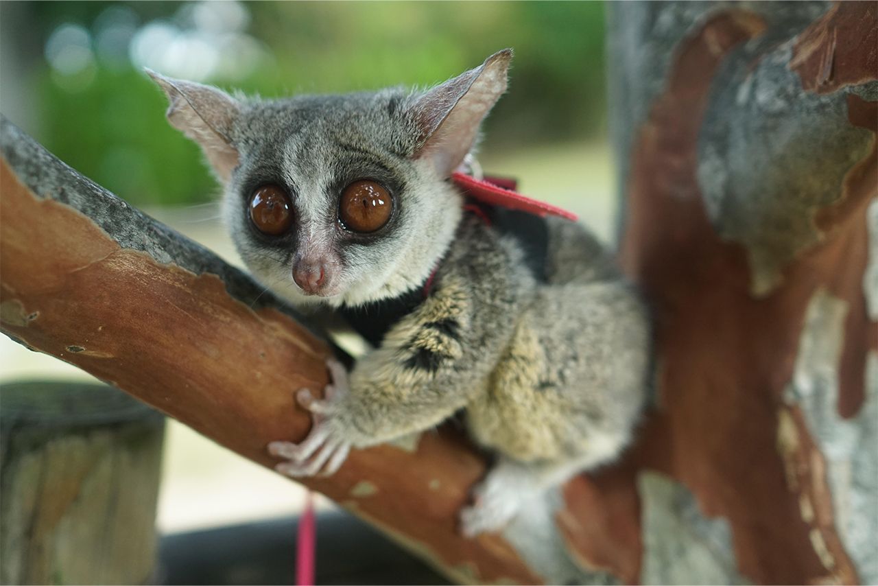 夜行性動物を昼間のスタジオへ かわいいい と 映え に搾取される動物たち 週刊女性prime