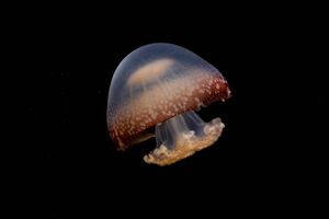 数多くの貴重なクラゲを見ることができる加茂水族館(加茂水族館公式Twitterより)