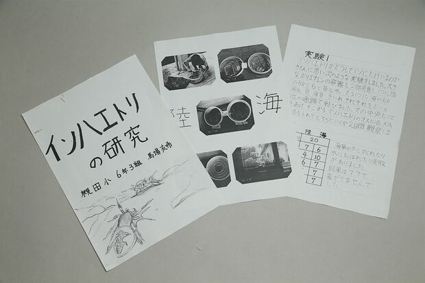 馬場さんが小学6年のときにコンクールで入賞したレポート。イソハエトリグモの生態を約1年観察した