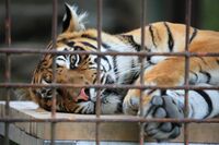 絶滅動物がよみがえる? 毛1本からDNAを保存できる「冷凍動物園」が現実に