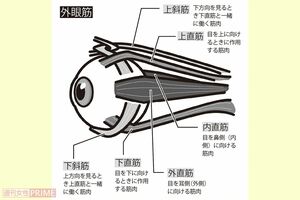 目をさまざまな方向に動かす「外眼筋」イラスト／青井亜衣