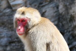 ニホンザル（写真はイメージです）