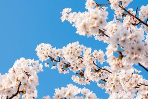 ※写真はイメージです