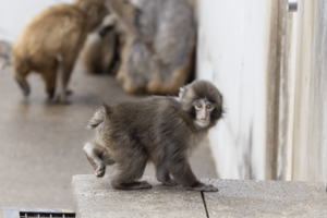 子ザルのパンチくん(写真/読者提供)