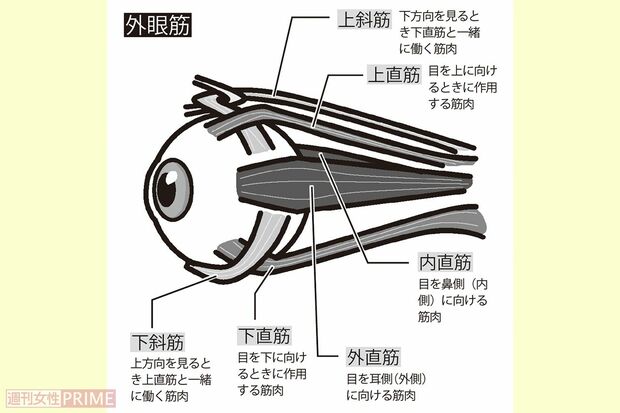 目をさまざまな方向に動かす「外眼筋」イラスト／青井亜衣