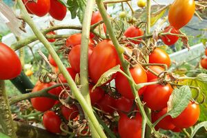 トマトやきゅうり、なす、大根などさまざまな野菜を育てていて、家計の助けになると話す森永卓郎さん