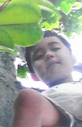 小学校低学年のころ毎日、庭の木登りに夢中で意外と活発だった藤井聡太