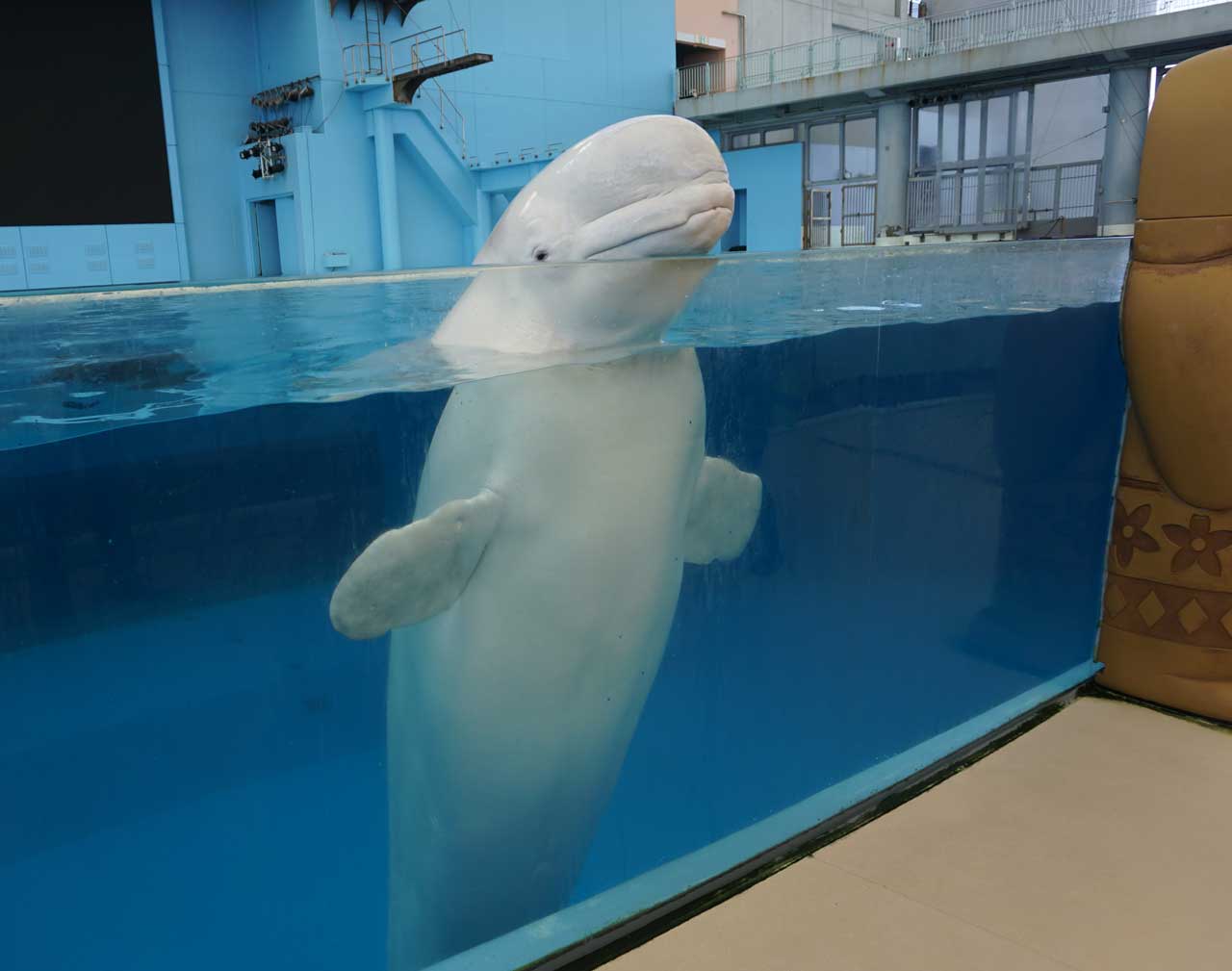 シロイルカ 性格