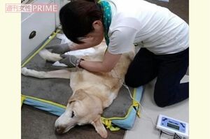 ペットのケアマネ資格を持つ平端さんは高齢ペットを専門に扱うスペシャリスト