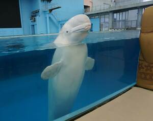 CMにも登場した人気者のオスのプルル。おっとりとした性格、ひときわマイペース 撮影/山田智絵