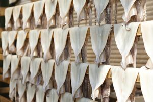 鰺ヶ沢名物『イカのカーテン』　撮影／竹内摩耶