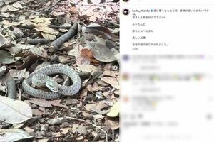 木村拓哉と工藤静香が同じタイミングで投稿した「ヘビの赤ちゃん」（工藤のインスタグラムより）