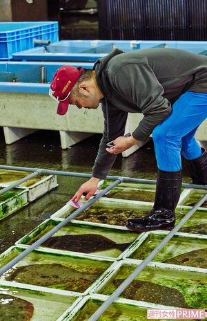 自分の目でヒラメを吟味する依田シェフ　撮影／寺澤太郎