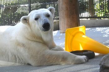ホッキョクグマのピース（提供／愛媛県立とべ動物園）