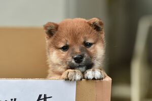 樹が飼い始めた子犬のチャコ（c）カンテレ