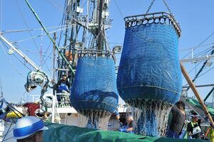 記録的不漁で高値が続くサンマ。7月中旬、初競りにかけられた際は1匹1万円だった