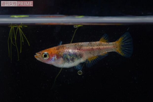 こちらも人気が高い黄金ラメメダカ