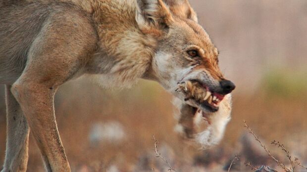 『砂漠に生きる！ 幻のオオカミ』(c)NHK