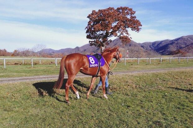 日曜劇場『ザ・ロイヤルファミリー』でロイヤルファミリー役に起用されたブレイヴソルジャー　写真提供／ディアレストクラブ