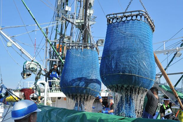 記録的不漁で高値が続くサンマ。7月中旬、初競りにかけられた際は1匹1万円だった