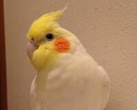 オカメインコのマルちゃん、ご機嫌なときには歌を歌う